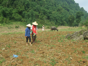 Nhân dân xóm Cha, xã Ngọc Sơn (Lạc Sơn) trồng giống ngô mới được Nhà nước hỗ trợ.
